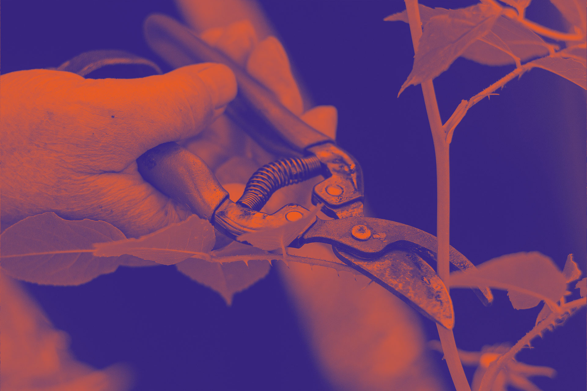 Cutting back neighbour’s trees: What you need to know
